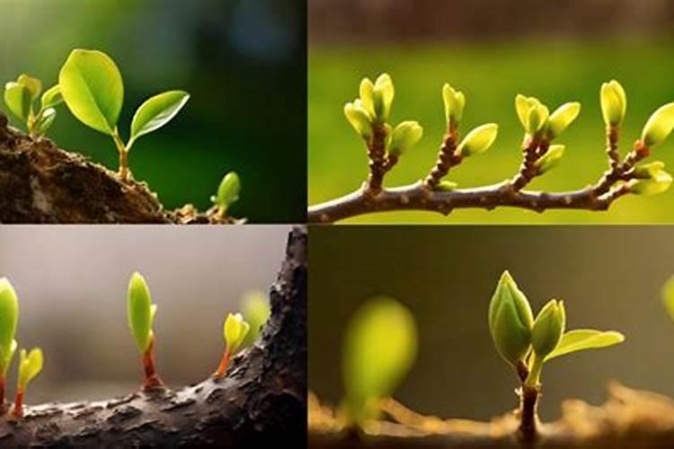 春天葡萄树发芽时施什么肥？