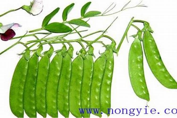 蕨类植物的养殖方法 蕨类植物怎么养