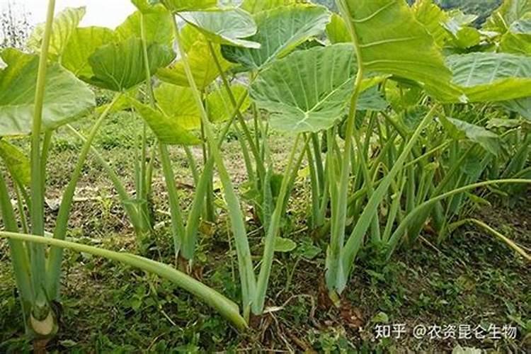 种植芋头想要提高产量,用肥时都有哪些注意事项？