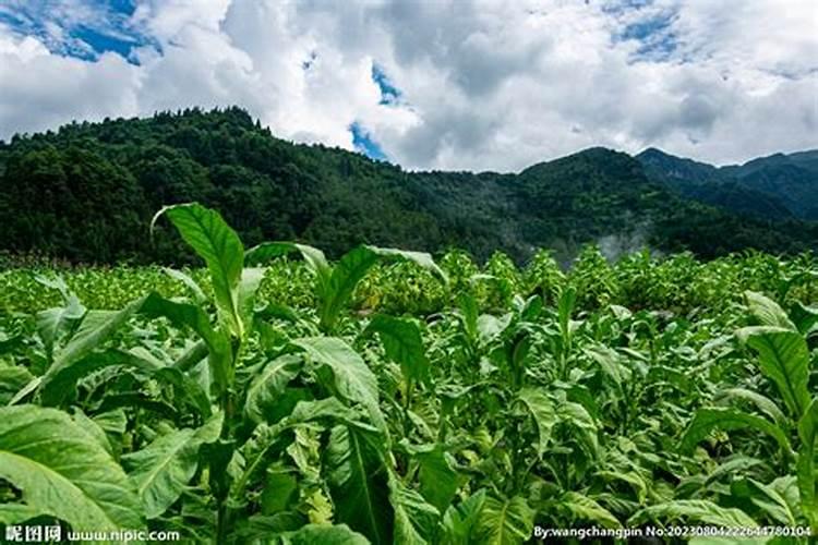 一亩烤烟用多少钾肥 什么时候施钾肥好