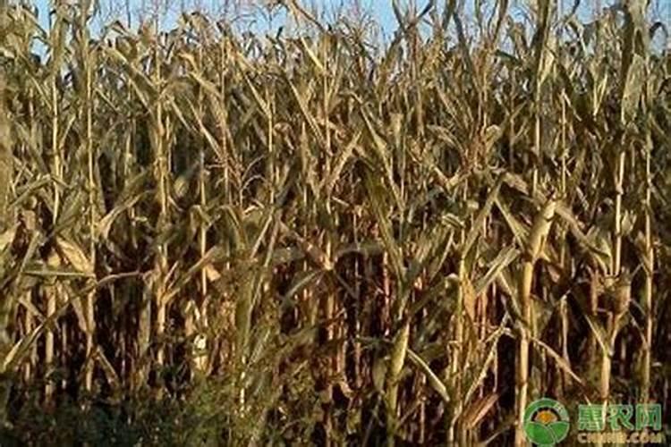 水稻种植尿素怎么使用 水稻种植尿素正确使用方法