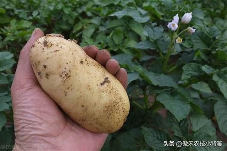 氯化钾肥,不适合在哪些作物上使用呢？为什么？