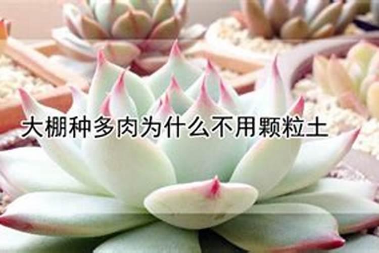 多肉植物施什么肥好