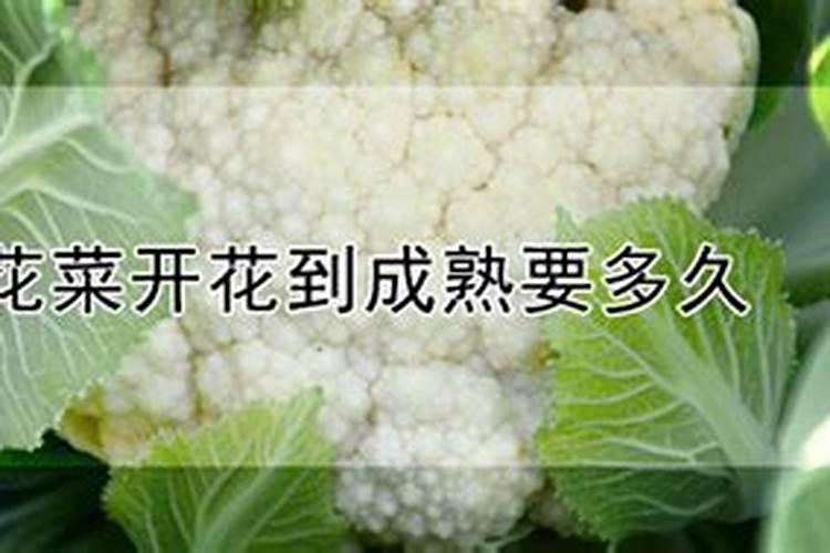 河南花菜什么时候种最合适？