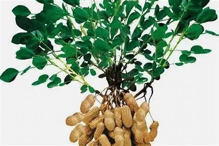 促进花生根的方法(促进花生根的方法是什么)