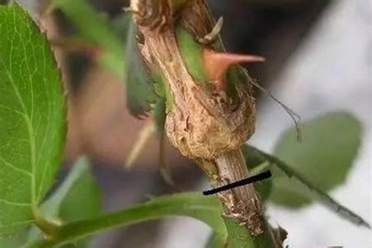 请问月季花何时栽插新苗？