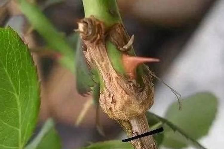 花卉市场的月季怎么养