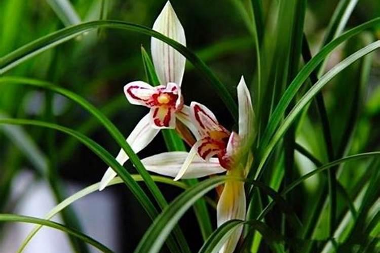 液体钙是什么好吸收吗和固体钙哪个好吸收正确服用方法知识大全百度...