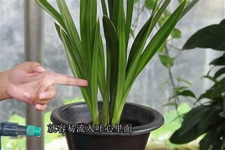 兰花喷什么叶面肥最好