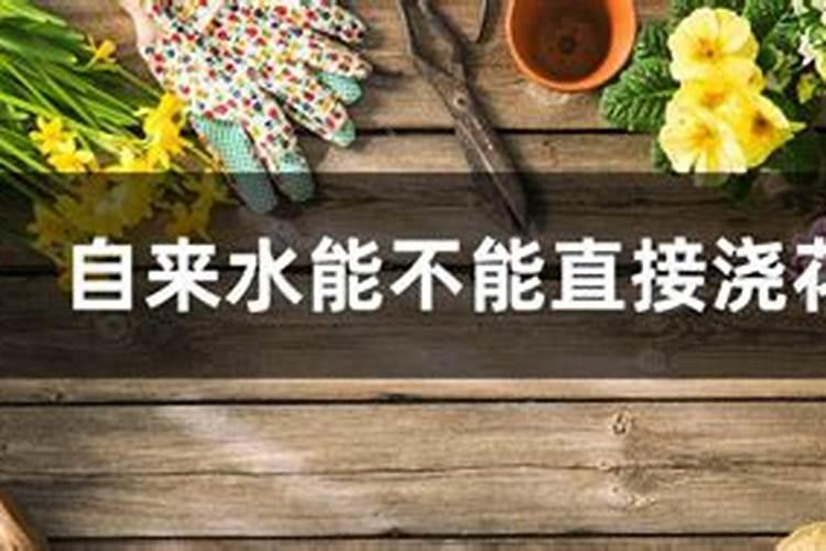 小麦叶面肥哪个好