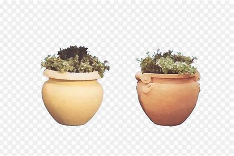 搁置的花盆里突然长出来了一个新的植物。结的果目前是绿色的豌豆大的...