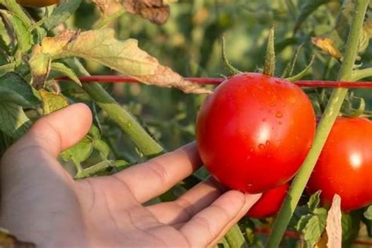 红薯打什么叶面肥增产,植物叶面肥有哪些