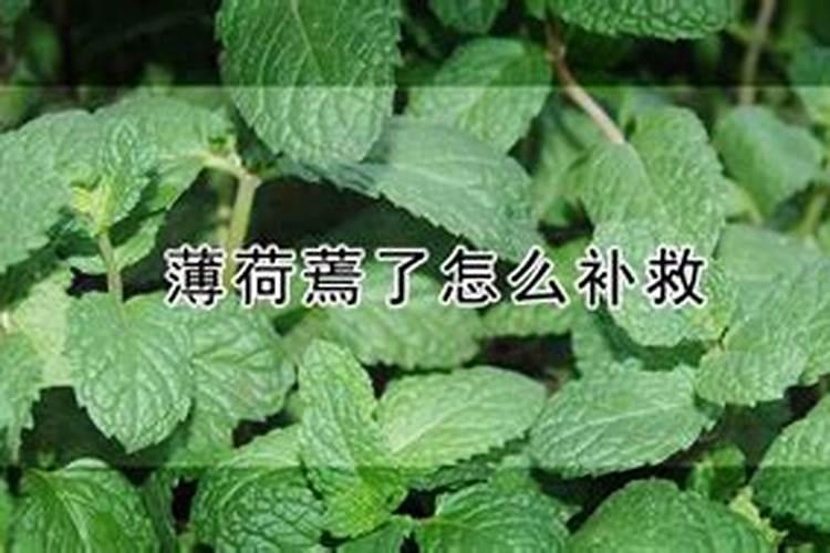种植生姜需要培土几次 培土需要注意哪些问题