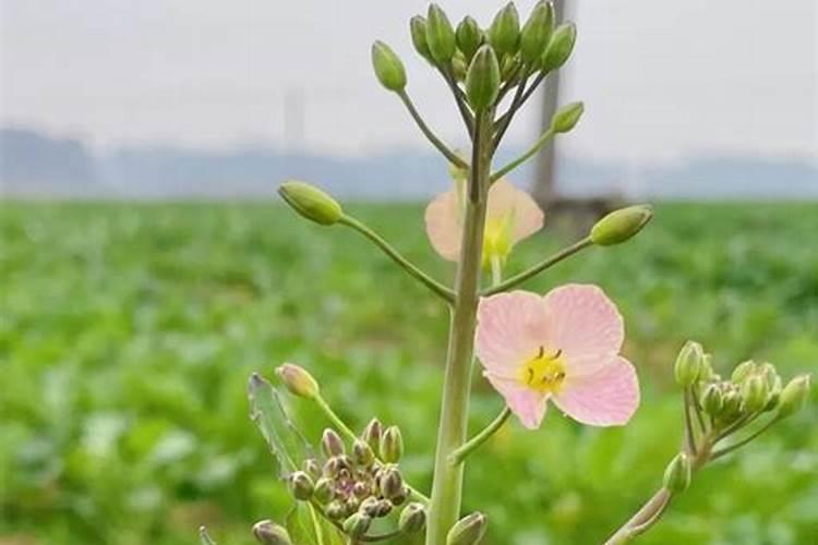 油菜花谢了还需喷硼肥吗