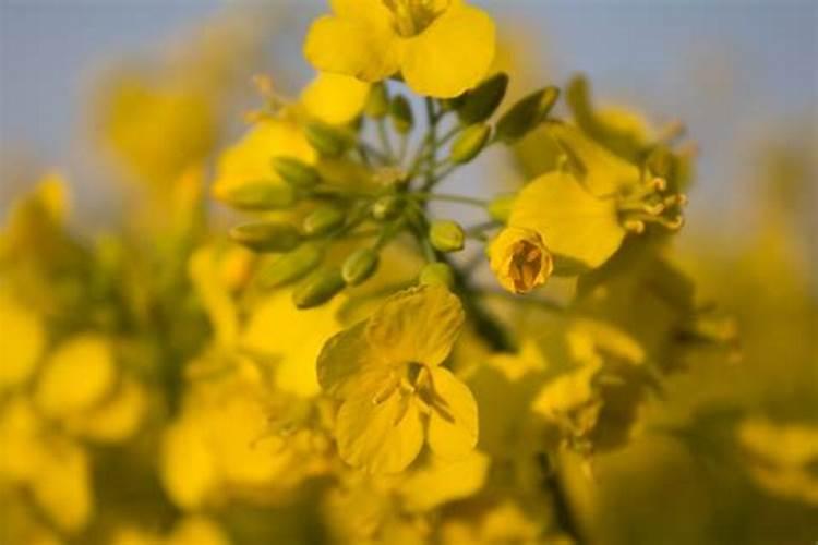 油菜什么时候喷叶面肥花卉百科