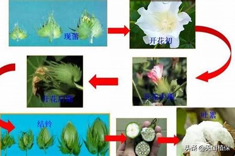 磷肥和钙肥能一起用吗 磷肥是酸性还是碱性的