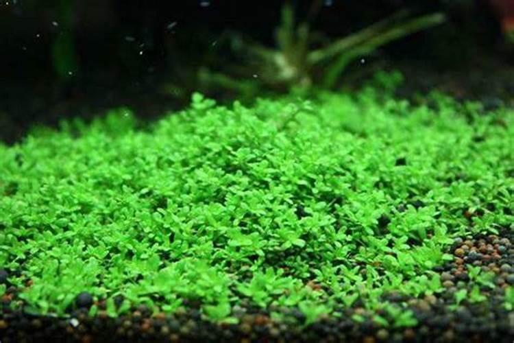 迷你矮珍珠是什么