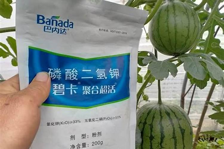 大棚西瓜增甜蓬果的肥料用什么好,还不能裂果