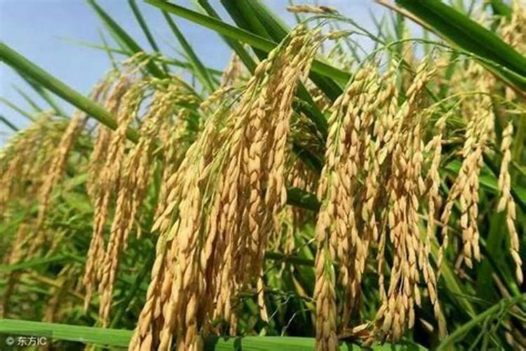 爱媛58号在湖北宜昌适合种植吗？