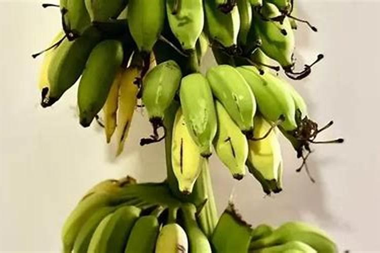 什么时候给香蕉施肥最好