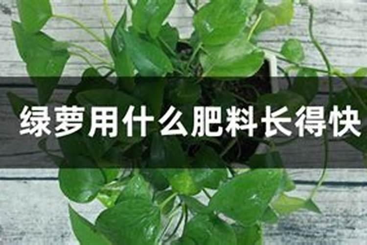 兰花可以用豆饼肥吗,怎样给兰花施饼肥