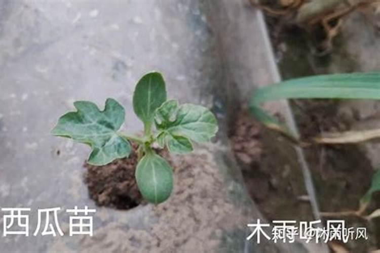 花盆土里如何杀虫