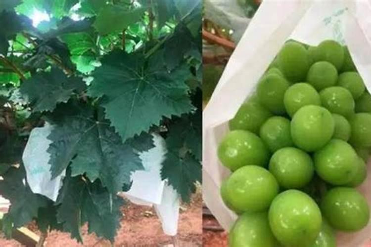 河南洛阳偃师知名特产有哪些