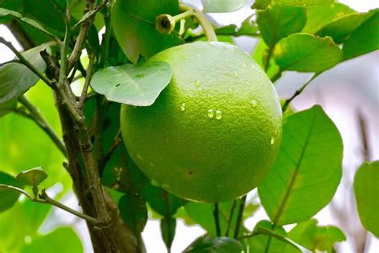 柚子树施什么肥料最好