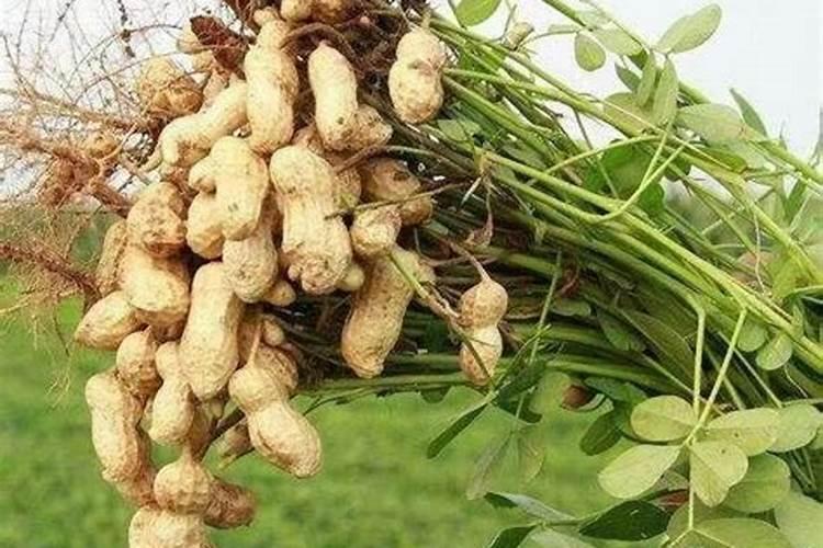 花生高产施肥配方