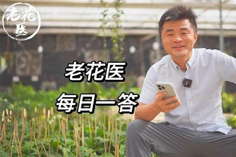 茉莉花的养护注意事项