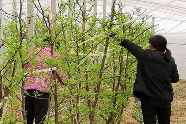 生产水溶肥有哪些厂家