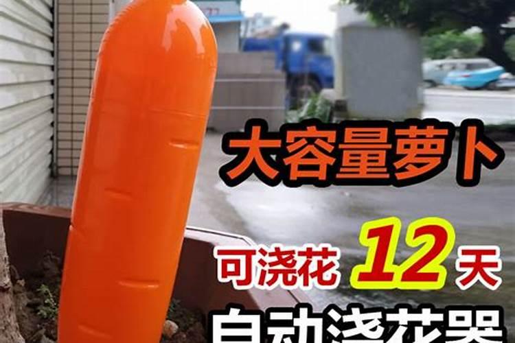 萝卜移苗怎样缓苗快