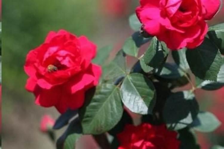 怎样给月季花施肥？