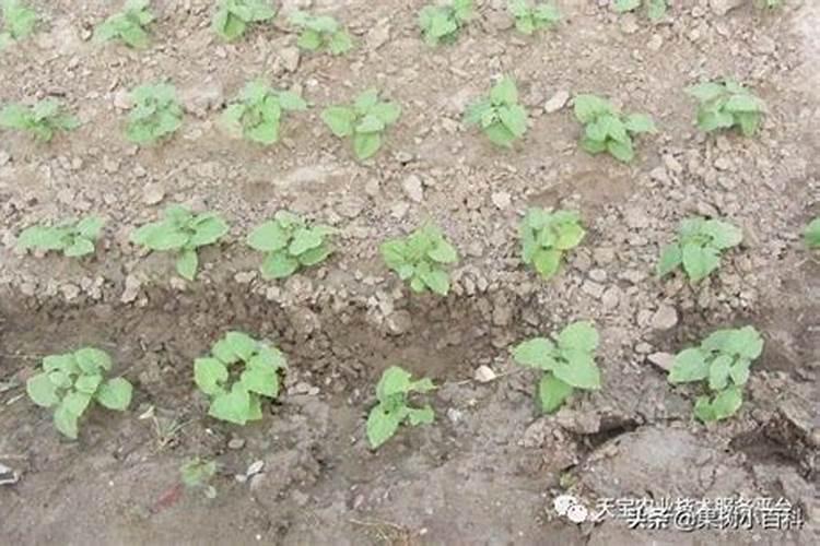豆角出苗后怎样浇水