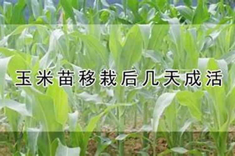竹笋怎么施肥,竹笋施肥时间