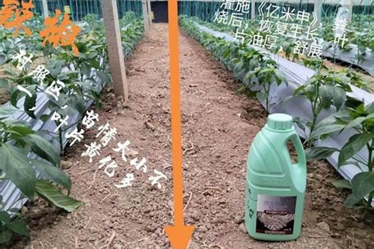 植物叶子油亮用什么肥(叶子油光发亮)