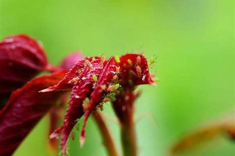 月季梅雨季节怎么施肥？