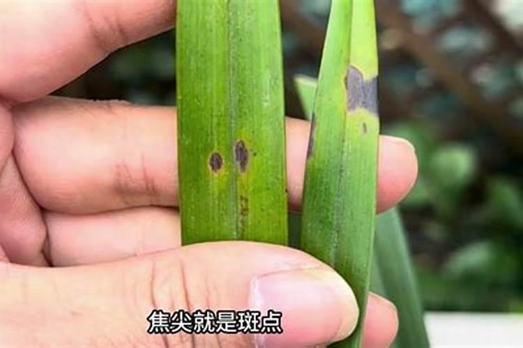 怎么让幸福树叶子油亮