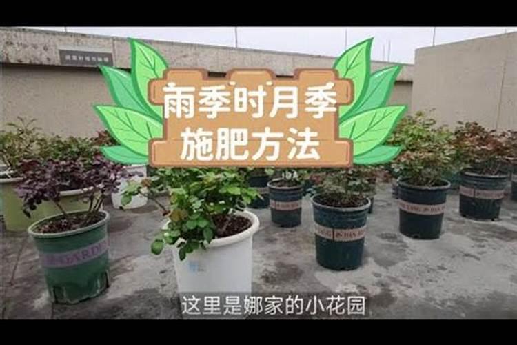花生需要打叶面肥吗,花生叶面肥选择及使用方法