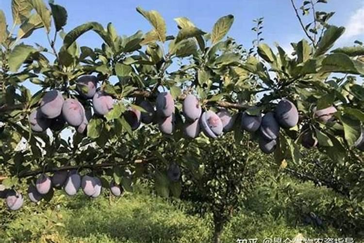 芸苔素内酯水稻使用量