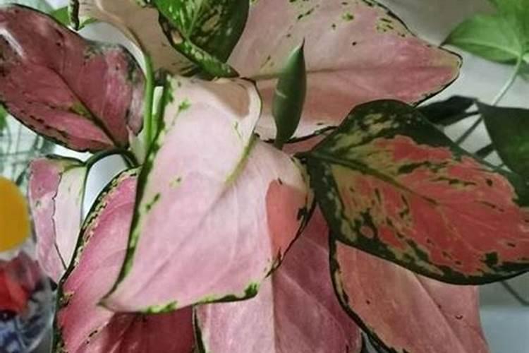 云南白药气雾剂可以和扶他林同时用么？