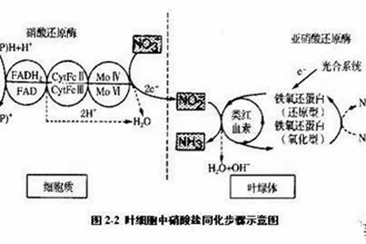莴苣上什么肥料好？