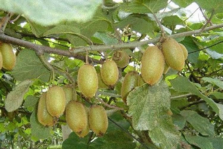 果树喷施叶面肥需注意哪些问题