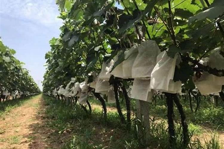 巨峰葡萄高效种植注意管理事项 巨峰葡萄怎么管理水肥