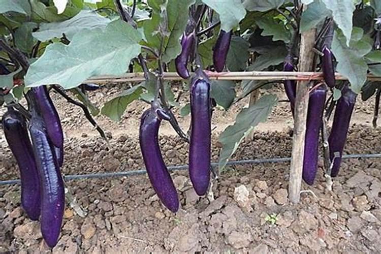 种茄子用什么肥料最好