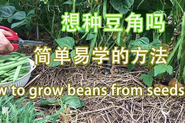 四季豆全年施肥时间及施肥方法