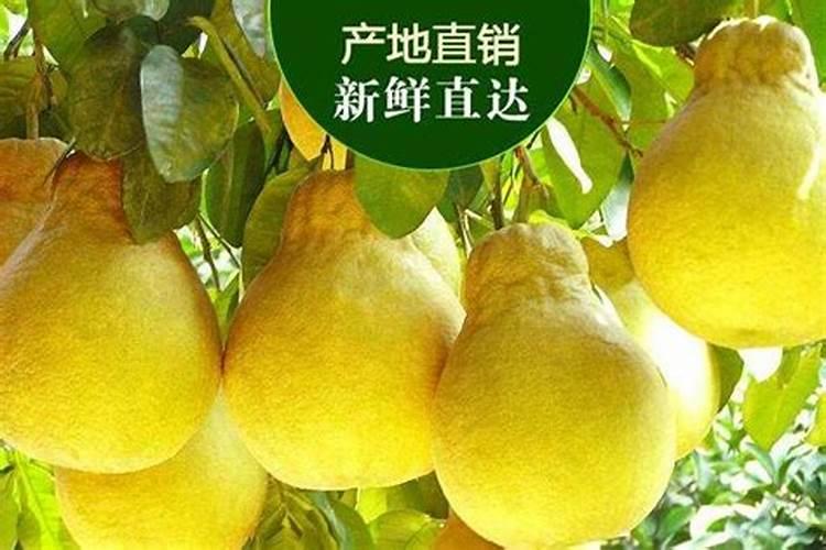 沙田柚种植培育