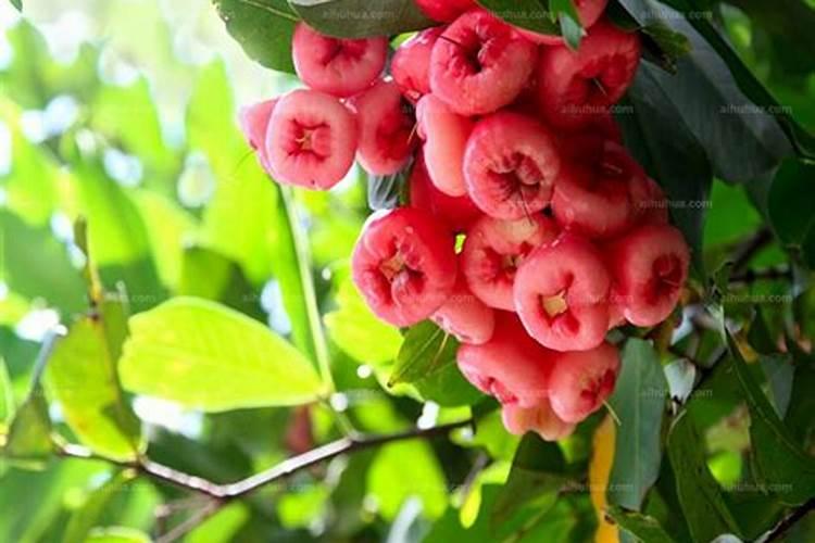 松果如何做花肥