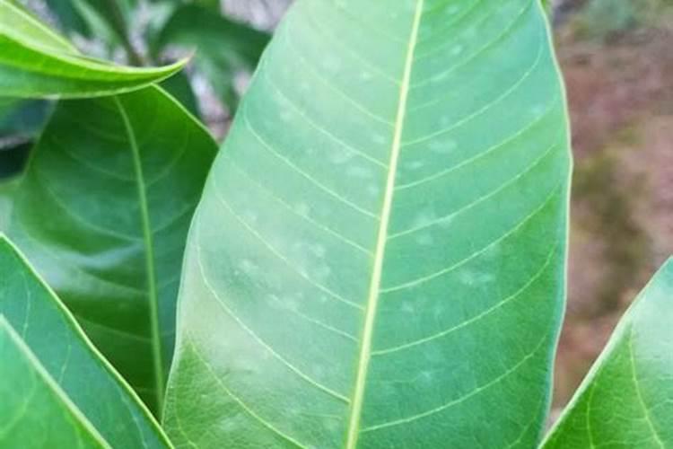 芒果用什么肥料能快速成长？施肥几次？