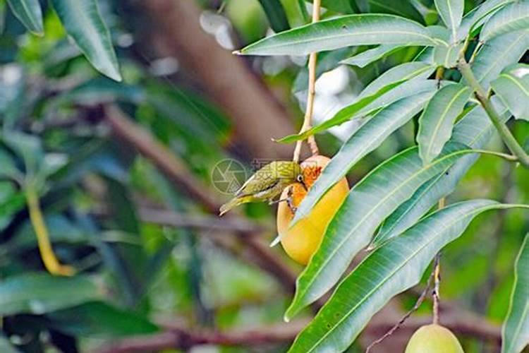 芒果膨大的方法是什么？需要给芒果打叶面肥吗？